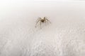 Specimen of violin spider within the home walls Royalty Free Stock Photo