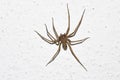 Specimen of violin spider within the home walls Royalty Free Stock Photo