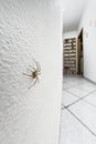 Specimen of violin spider within the home walls Royalty Free Stock Photo