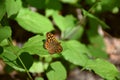 A specimen of the Wall Butterfly (Pararge aegeria) perched on a bush leaf.