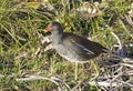 Specimen of waterhen, Gallinula chloropus; Rallidae Royalty Free Stock Photo