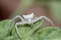 Specimen of white crab spider - Thomisus onustus Thomisidae Royalty Free Stock Photo