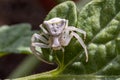 Specimen of white crab spider - Thomisus onustus Thomisidae Royalty Free Stock Photo