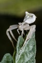 Specimen of white crab spider - Thomisus onustus Thomisidae Royalty Free Stock Photo