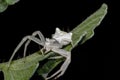 Specimen of white crab spider - Thomisus onustus Thomisidae Royalty Free Stock Photo