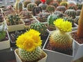 Specimens of cactus Parodia aureipina with flowers