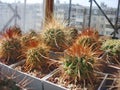 Specimens of different cacti from genus Parodia