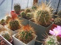 Specimens of different cacti from genus Parodia
