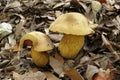 Mushroom lurid bolete Royalty Free Stock Photo