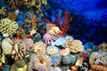 Specimens of Marine corals and fishes.