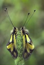 Specimens of owly sulphur, Ascalaphus coccajus