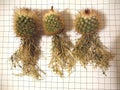 Specimens of Parodia tilcarensis ready for repotting