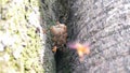 Specimens of Tetragonisca angustula, stingless bees flying over nest