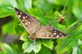 Speckled Wood - Pararge aegeria tircis Royalty Free Stock Photo