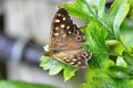 Speckled Wood Butterfly - Pararge aegeria tircis Royalty Free Stock Photo