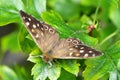 Speckled Wood Butterfly - Pararge aegeria tircis Royalty Free Stock Photo