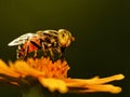 Speckle Eyed Drone Hoverfly on yellow flower Royalty Free Stock Photo