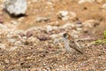 Speckle fronted Weaver bird walking on the ground at Serengeti in Tanzania, Africa