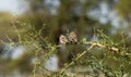 Speckle-fronted Weaver Ngorongoro Conservation