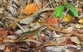 Speckle-lipped Skink camouflage
