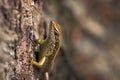 Speckle-lipped Skink - Mabuya maculilabris Royalty Free Stock Photo