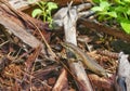 Speckle-lipped Skink Royalty Free Stock Photo