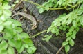 Speckle-lipped Skink Royalty Free Stock Photo