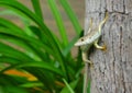 Speckle-lipped Skink