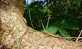 Speckle-lipped Skink Royalty Free Stock Photo