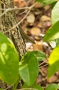 Speckle-lipped Skink on tree log, Kenya, East Africa Royalty Free Stock Photo