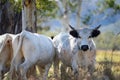 speckle park cattle, Regenerative Cow Farming