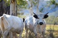 Cows Grazing on Native Pastures: A Serene Ranching Experience in America