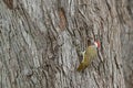 Speckle-throated woodpecker, Campethera scriptoricauda, on tree trunk, nature habitat. Wildlife from Botswana. Bird in the forest.