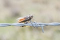 Speckle-winged Grasshopper Arphia conspersa Impaled on Barbed Wire by a Shrike