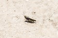 Speckle-winged Rangeland Grasshopper Arphia conspersa on the Ground on Dirt and Gravel in Colorado