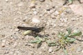 Speckle-winged Rangeland Grasshopper Arphia conspersa on the Ground on Dirt and Gravel in Colorado