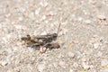 Speckle-winged Rangeland Grasshopper Arphia conspersa on the Ground on Dirt and Gravel in Colorado