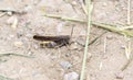 A Speckle-winged Rangeland Grasshopper Arphia conspersa on the Ground