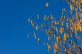 Speckled alder male flowers at blue sky background.