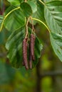 Speckled alders spread their seed through cone-like structures