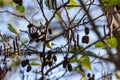 Speckled alders spread their seed through cone-like structures