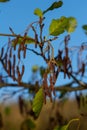 Speckled alders spread their seed through cone-like structures Royalty Free Stock Photo