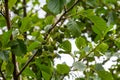 Speckled alders spread their seed through cone-like structures Royalty Free Stock Photo