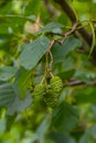 Speckled alders spread their seed through cone-like structures Royalty Free Stock Photo