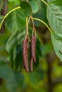 Speckled alders spread their seed through cone-like structures Royalty Free Stock Photo