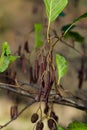 Speckled alders spread their seed through cone-like structures Royalty Free Stock Photo