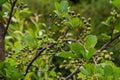 Speckled alders spread their seed through cone-like structures Royalty Free Stock Photo