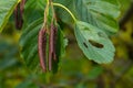 Speckled alders spread their seed through cone-like structures Royalty Free Stock Photo