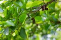 Speckled alders spread their seed through cone-like structures Royalty Free Stock Photo