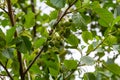 Speckled alders spread their seed through cone-like structures Royalty Free Stock Photo